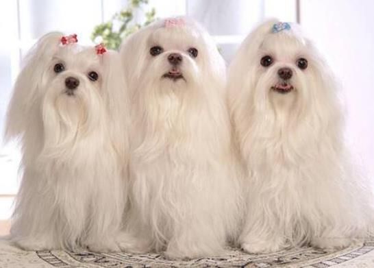 适合家养的小型犬(谁才是你的最佳选择)