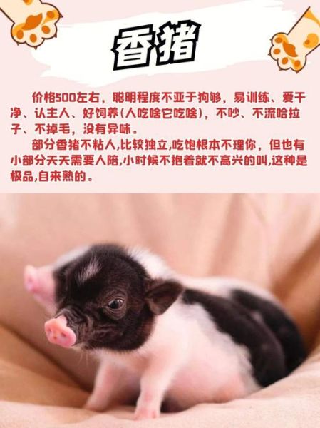 适合小学生养的宠物( 哪种宠物最容易跟孩子玩)