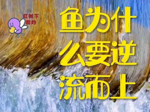 逆流而上的鱼(我们如何找到自己的方向)