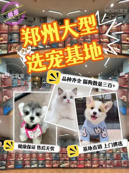 郑州宠物狗(法律规定是什么)