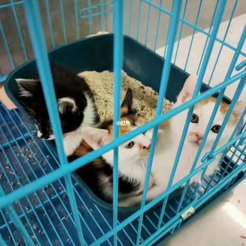 郑州宠物网(想领养宠物就来这里)