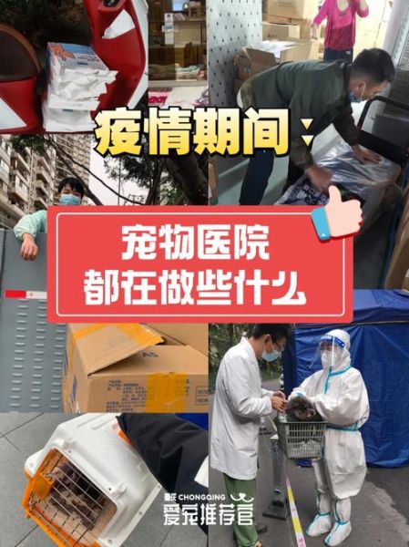 重庆友好动物医院(宠物生病了该去哪里看)