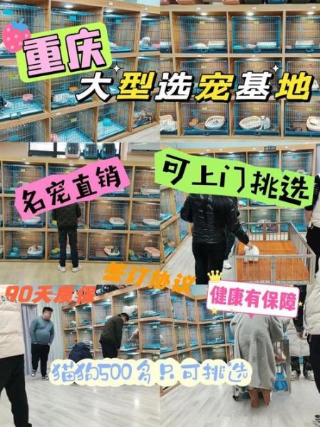 重庆宠物市场(哪家店最值得逛)