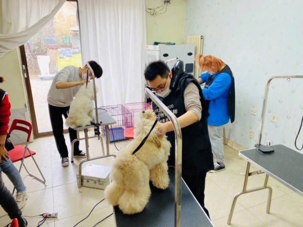 重庆宠物美容(重庆哪里学宠物美容最好)