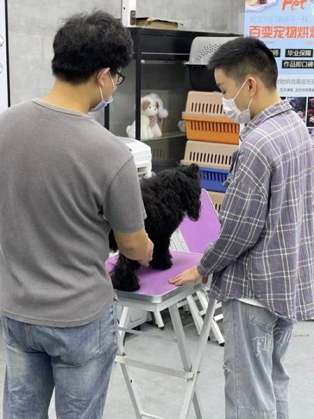 重庆宠物美容(重庆哪里学宠物美容最好)
