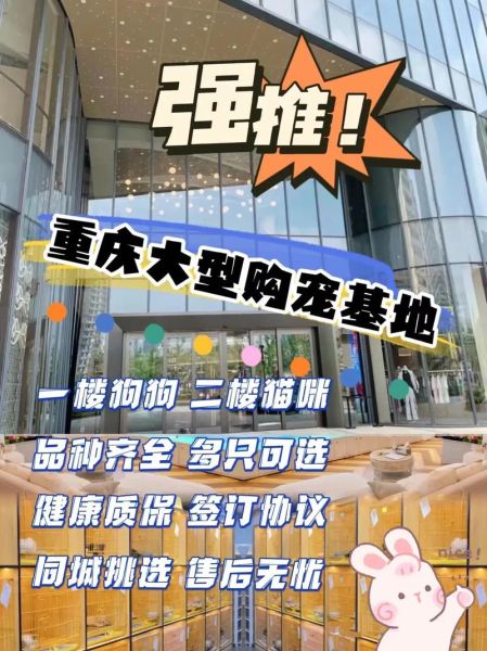 重庆宠物群(怎么才能找到靠谱的群)