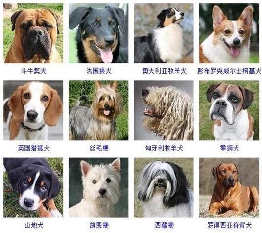 重庆宠物论坛(哪个论坛最适合你)