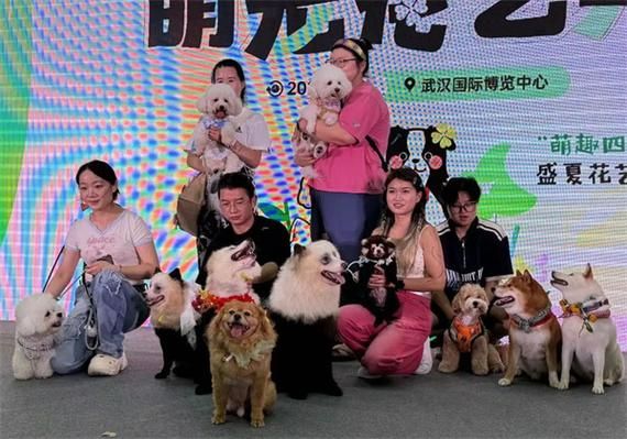 重庆派多格宠物学校(重庆派多格宠物学校教你解决)