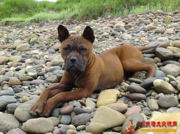 重庆犬(重庆还能养吗)