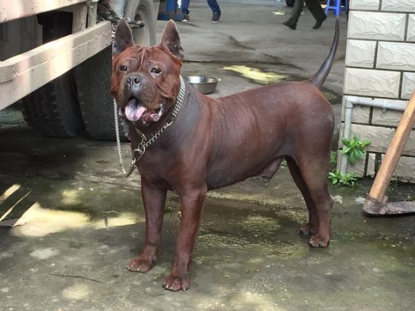 重庆犬(重庆还能养吗)