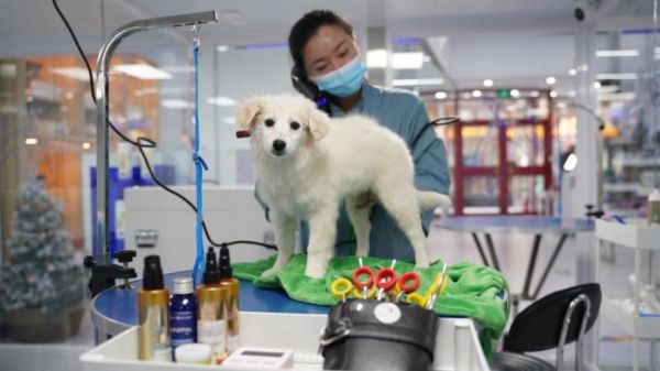 重庆银利宠物美容学校(就业前景如何)