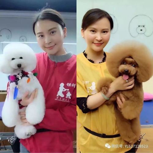 重庆银利宠物美容学校(就业前景如何)