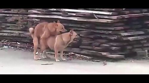 野狗交配(会遇到什么麻烦)