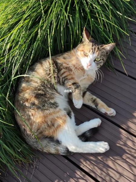 野猫驯养(怎么才能让它不再害怕你)