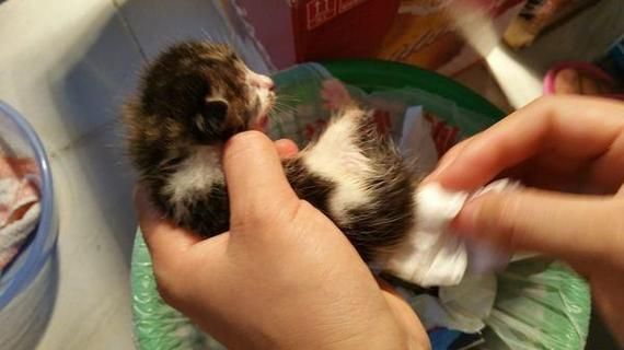 野猫驯养(怎么才能让它不再害怕你)