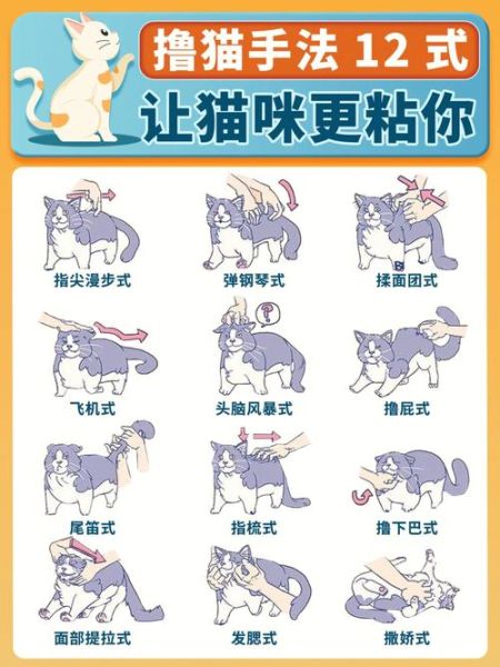 野猫驯养法(怎么才能让它变得温顺)