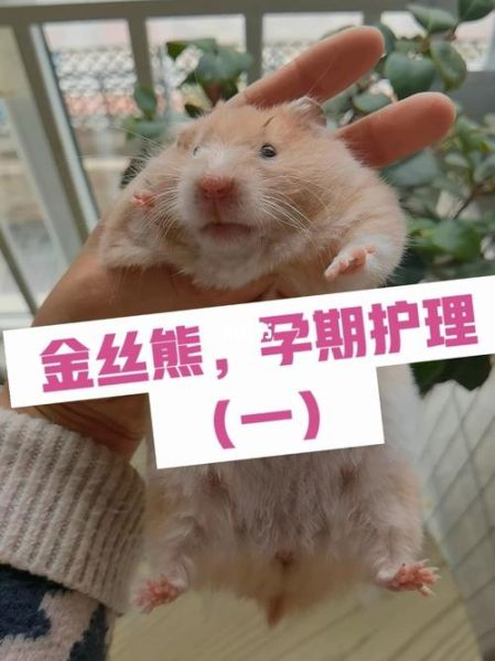金丝熊怀孕( 生完宝宝后要怎么照顾)