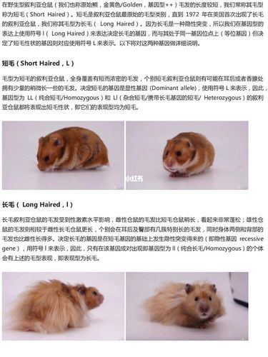 金丝熊怎么养( 怎么才能让它开心)