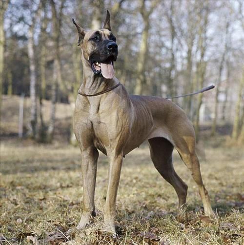 金丹犬( 那丹麦犬是什么)