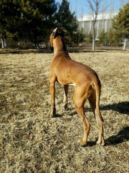 金丹犬( 那丹麦犬是什么)