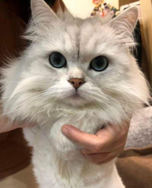 金吉拉猫( 它需要什么样的生活环境)