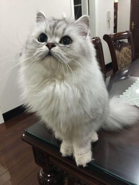 金吉拉猫( 它需要什么样的生活环境)