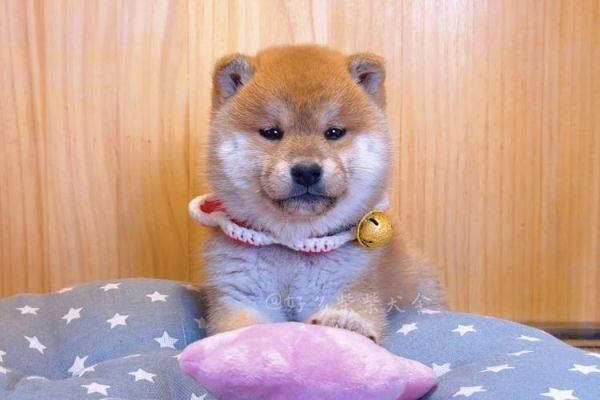 金帅缘犬舍( 它值得你信赖吗)