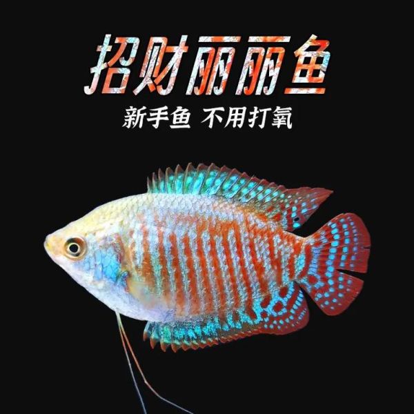 金曼龙(养起来容易吗)