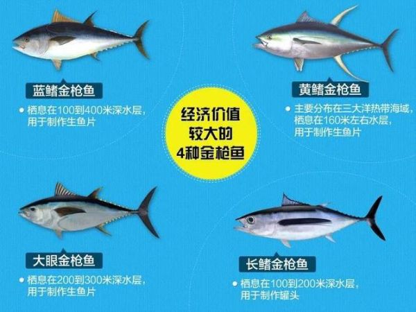 金枪鱼价格(一千万一条真的假的)