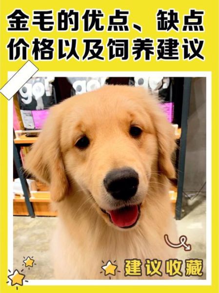 金毛价钱(到底哪种才值钱)