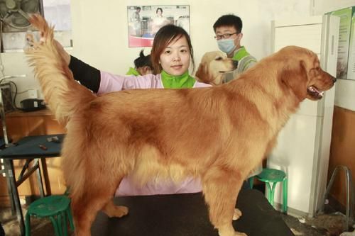 金毛吃什么对毛好( 给金毛吃点什么能让它毛发顺滑有光泽)