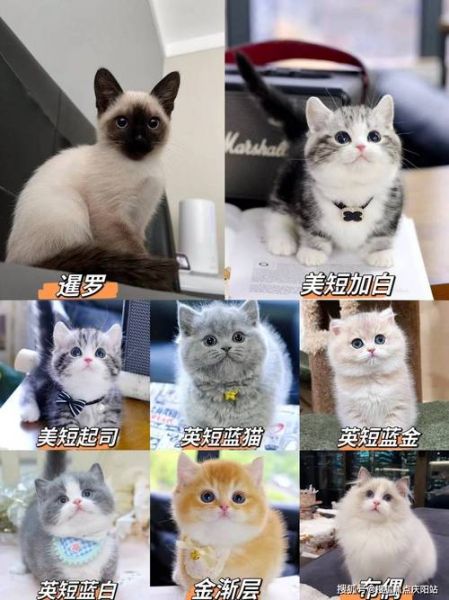 金毛多少钱一只(怎么才能买到便宜货)