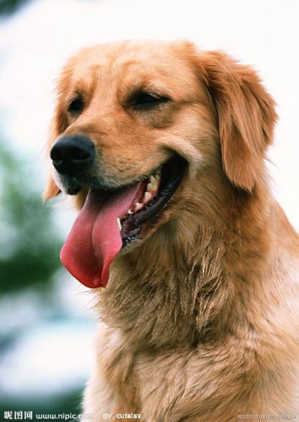 金毛寻回犬(它到底有多聪明)