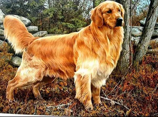 金毛寻回犬价格(宠物级和纯种价格差多少)