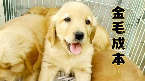 金毛寻回犬价格(宠物级和纯种价格差多少)