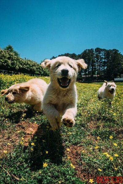 金毛寻回犬图片(它会像阳光一样温暖你吗)