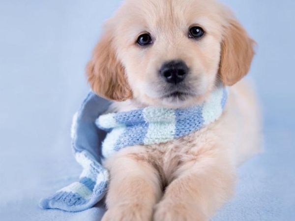 金毛寻回犬好养吗( 养一只金毛真的容易吗)