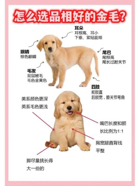 金毛寻回犬的价格(宠物店和狗舍的价格一样吗)