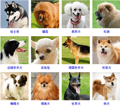 金毛寻回犬的价格(宠物店和狗舍的价格一样吗)