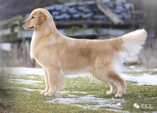 金毛寻回猎犬(每天需要带它们出门散步多久才够呢)