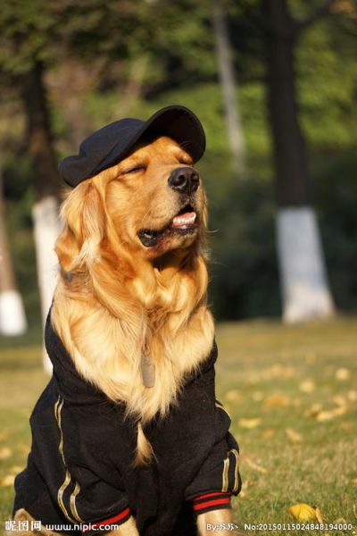 金毛寻回猎犬(每天需要带它们出门散步多久才够呢)