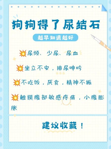 金毛尿频(难道是金毛的泌尿系统有问题)