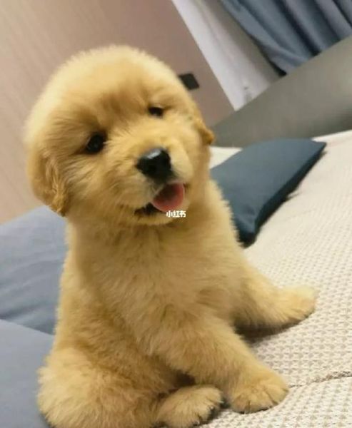 金毛幼犬价格(到底值不值这个价)