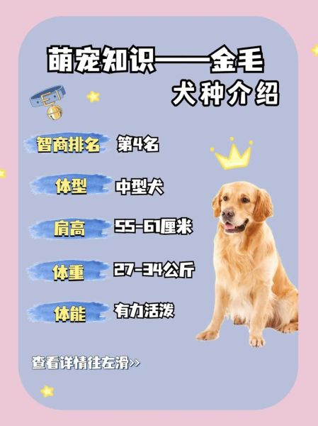 金毛幼犬价格(到底值不值这个价)