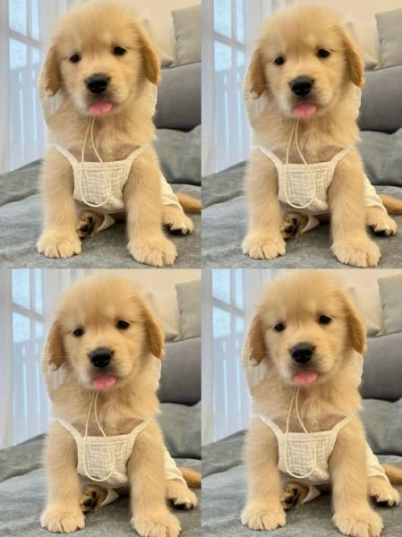 金毛幼犬多少钱一只(纯种和普通的价格区别很大)