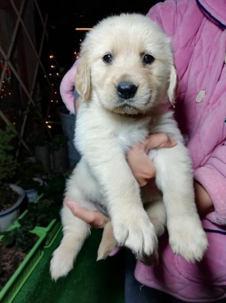 金毛犬多少钱(买金毛到底值不值)