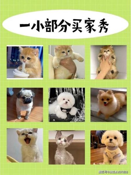 金毛犬多少钱(买金毛到底值不值)