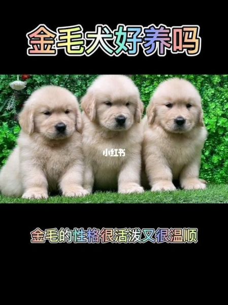 金毛犬好养吗(实际上金毛犬真的很好养吗)