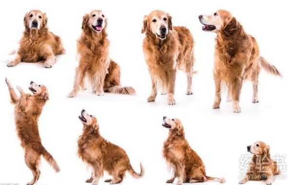 金毛犬怎么养( 养金毛需要注意哪些事项)