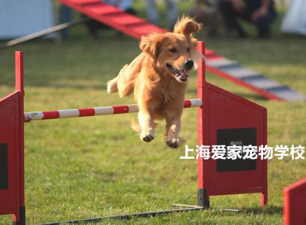 金毛犬怎么训练(怎样才能训练出优秀的金毛犬)